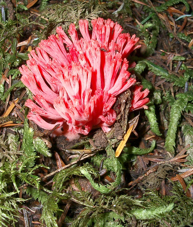 Ramaria botrytis 2.JPG