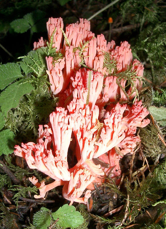 Ramaria botrytis.JPG