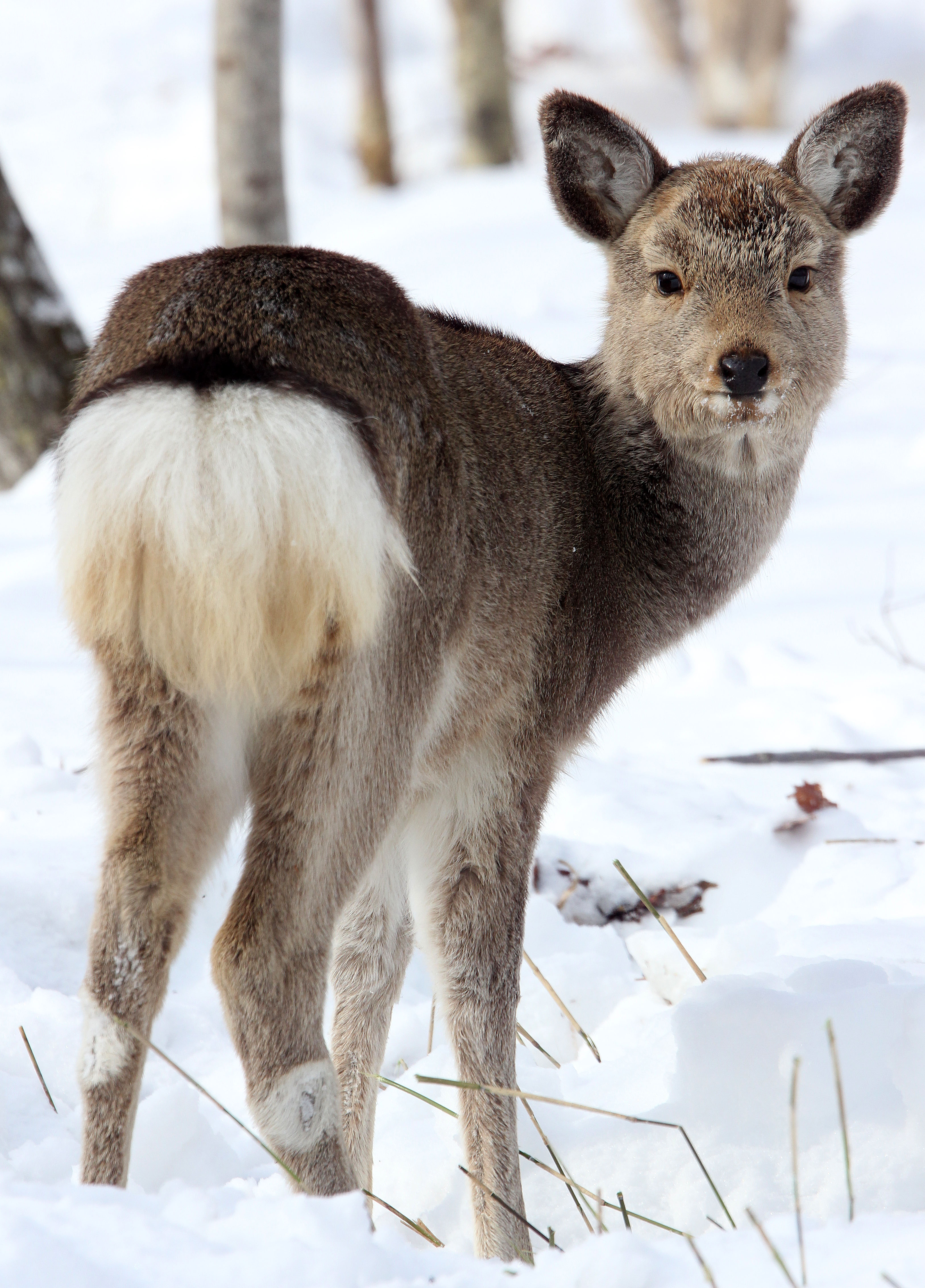 CERVID - DEER - HOKKAIDO SIKA DEER - KUSSHARO LAKE - HOKKAIDO JAPAN (1).JPG