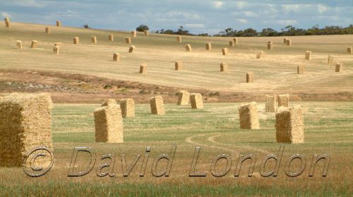 Bales tall53.JPG