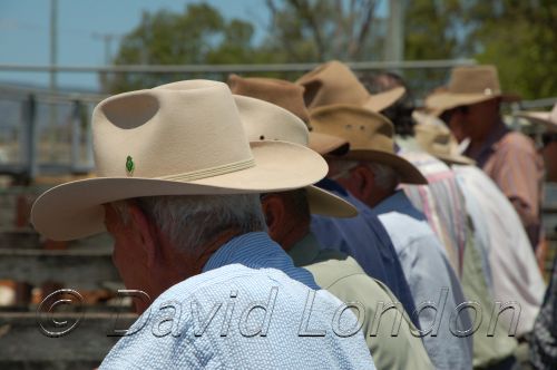 CattleSale punters03.JPG