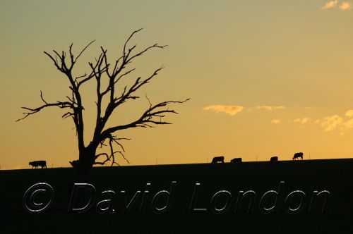 CattleSunset01.JPG