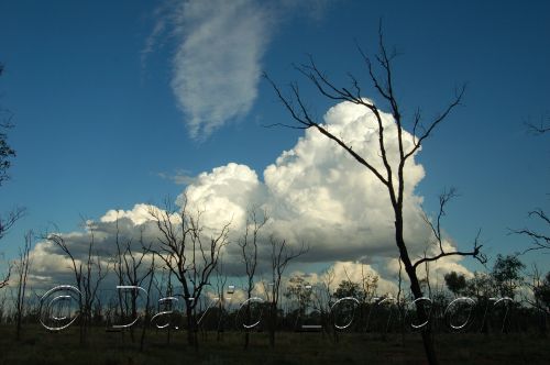 CloudTreeClerm21.JPG