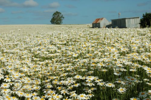 Daises81.JPG