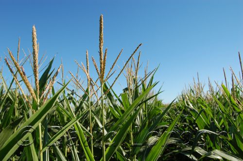 Maize01.JPG