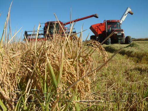 RiceHarvest09.JPG