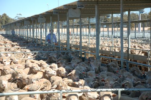 Sheep Sale37.JPG