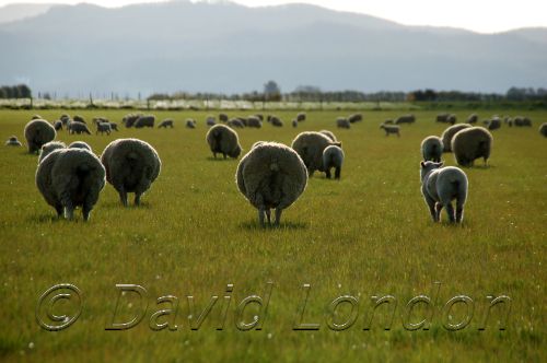 Sheep Tas16.JPG