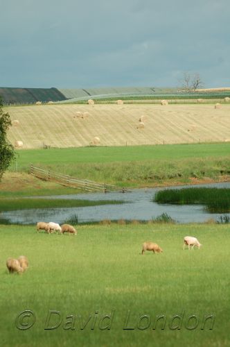 Sheep&Crops14.JPG