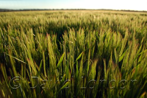 barley99.JPG