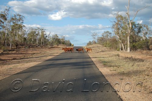 cattle road08.JPG