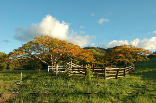 flameTree07.JPG