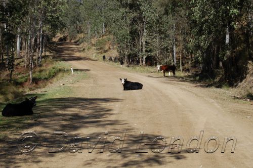 lazy cow.JPG
