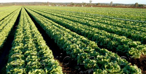 lettuce79.JPG