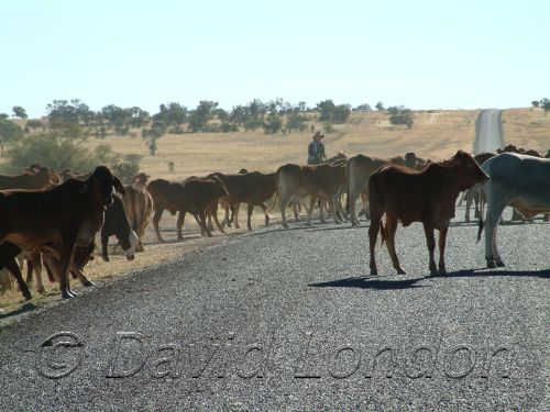 long paddock01.JPG