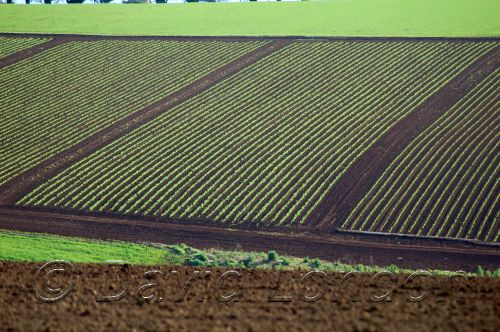 patchwork2.JPG