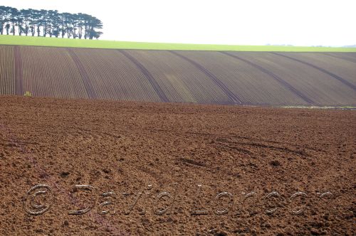 sown paddock29 copy.JPG