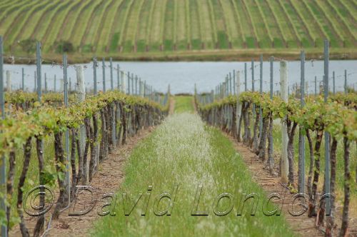 vines WA42.JPG