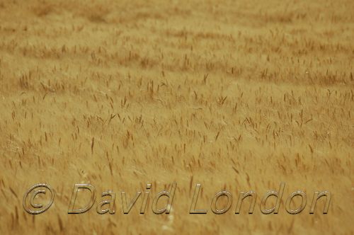 wheat SA99.JPG