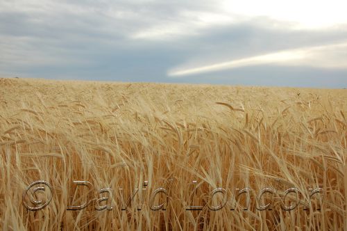 wheat cloud02.JPG