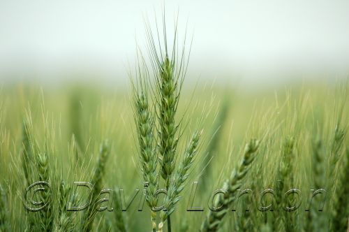 wheatCU58.JPG