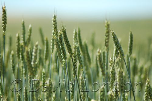 wheatNortham26.JPG