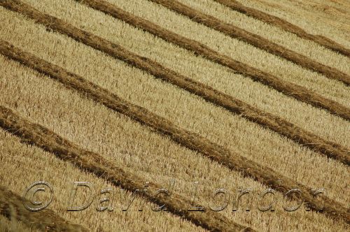 windrows diag SA05.JPG