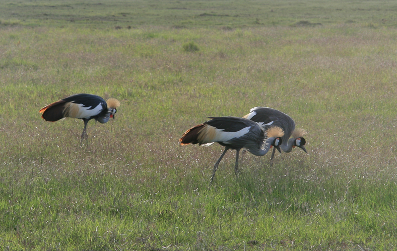 Grey Crowned Crane / Grijze Kroonkraan / Balearica regulorum