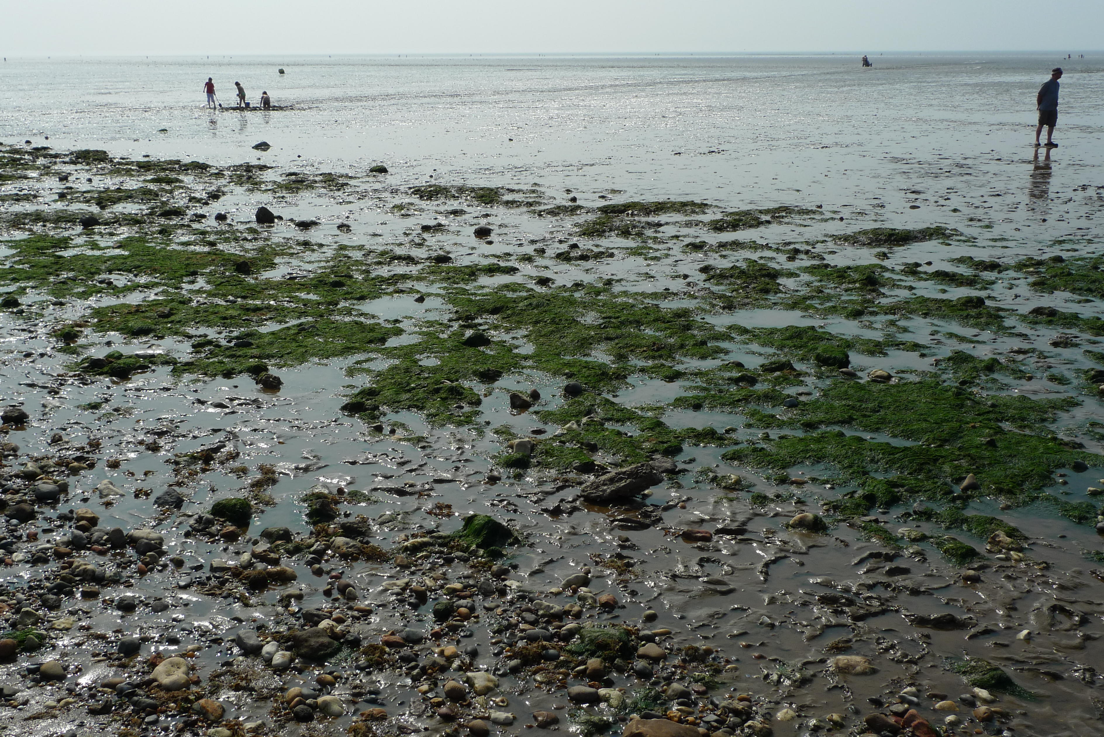 Seaweed.