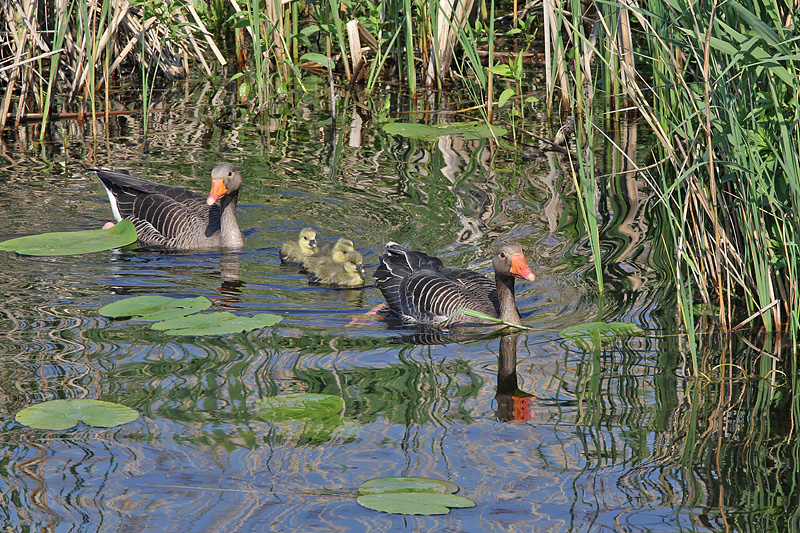 Grauwe gans met jongen