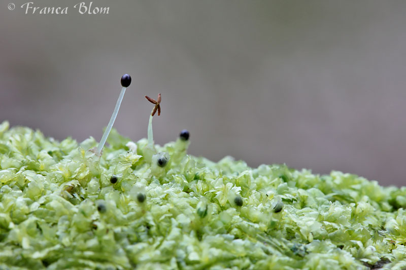 Gedrongen kantmos - Lophocolea heterophylla