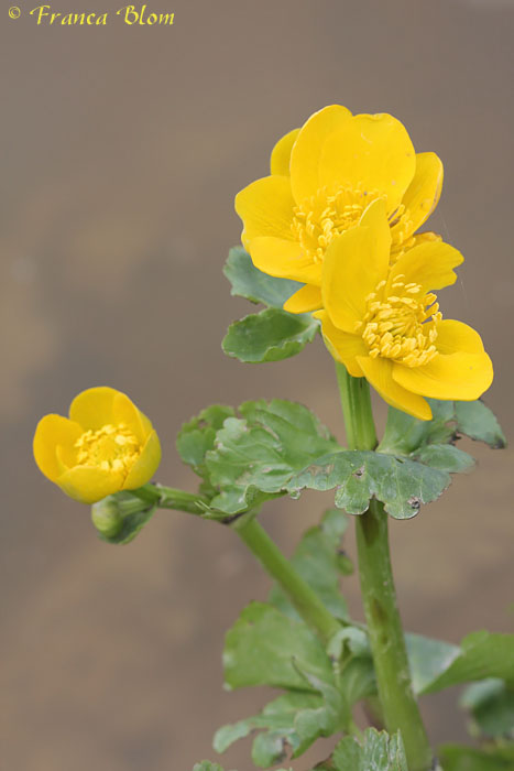 Caltha palustris - Dotterbloem