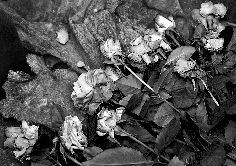 Discarded Roses