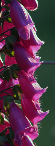 Foxglove