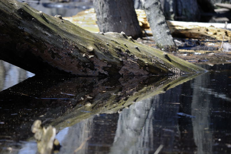 Reflections