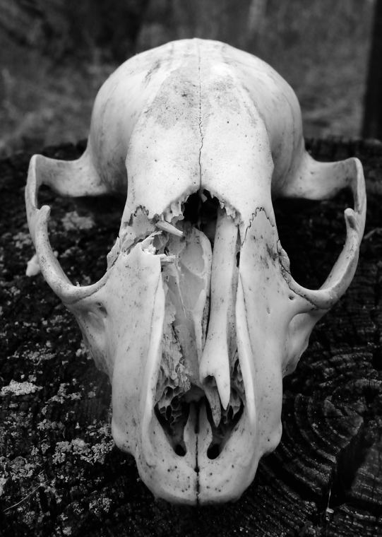 Skull