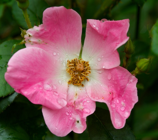 Rose #5