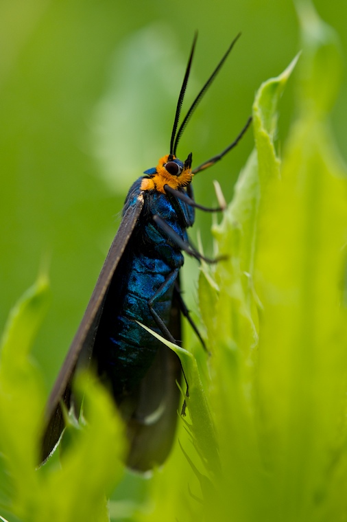 Macro