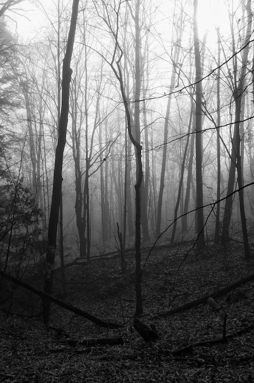 Foggy Morning