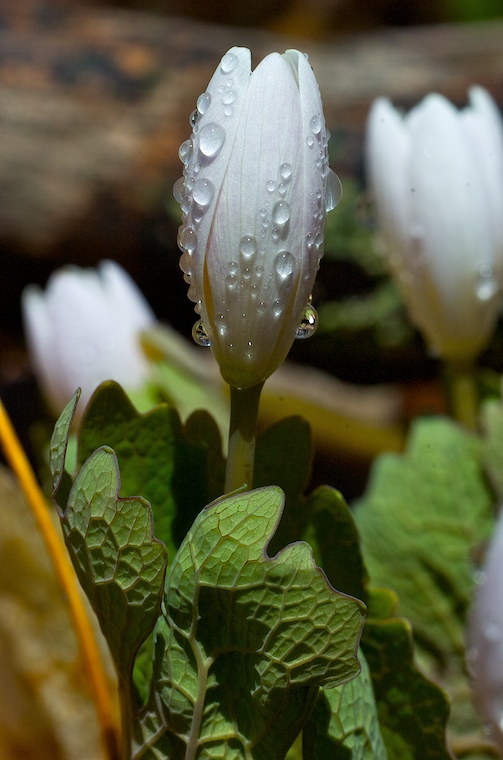 Rain #3