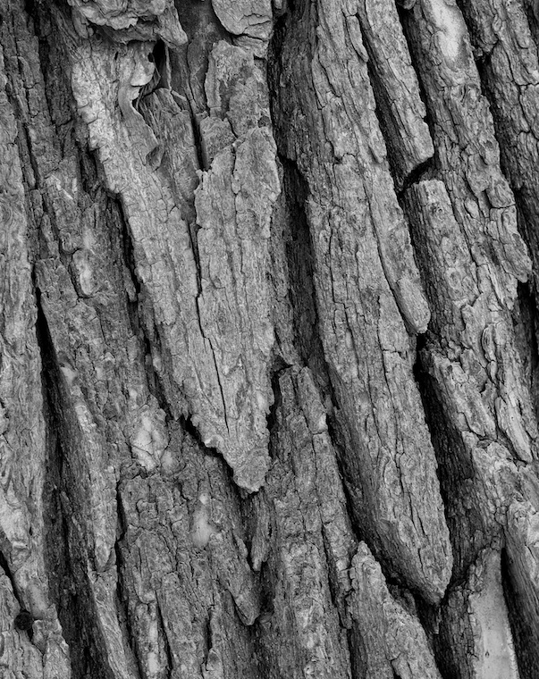 Bark
