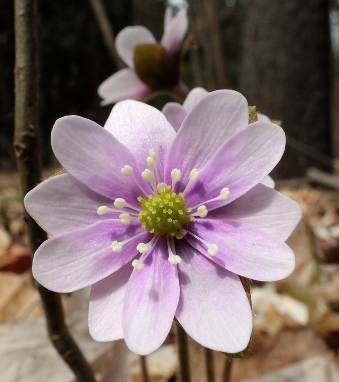 Spring Flowers