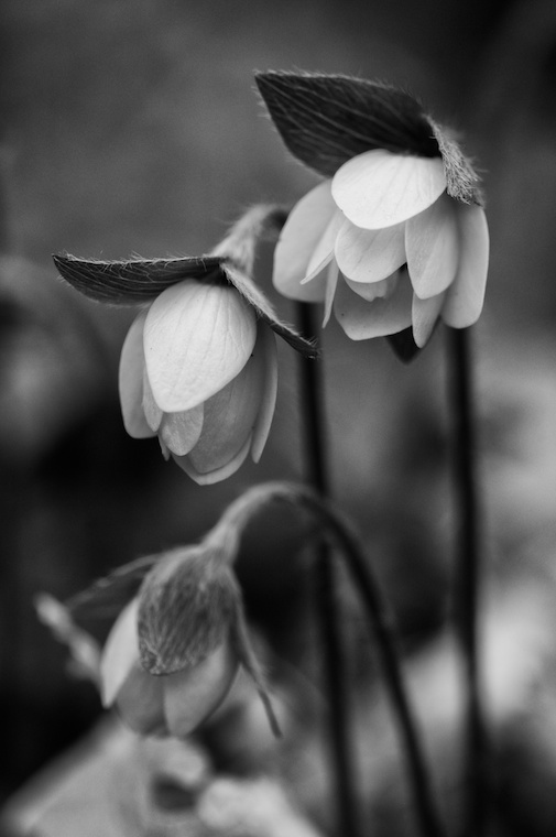 B&W Spring
