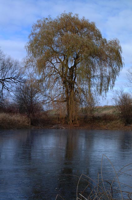 DSCF3889.jpg