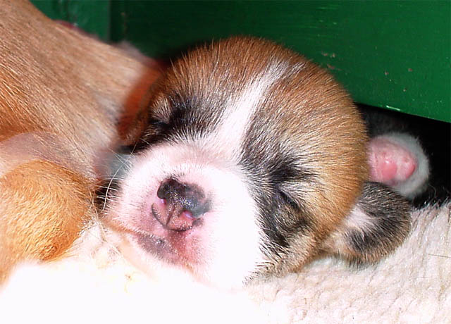 pup0512.jpg