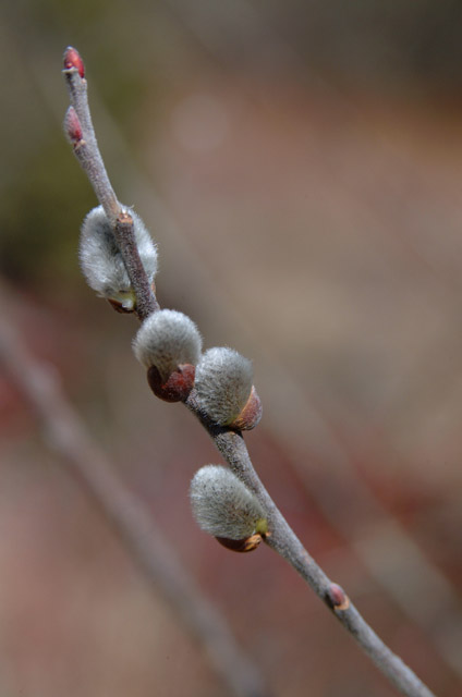 DSCF4146.jpg