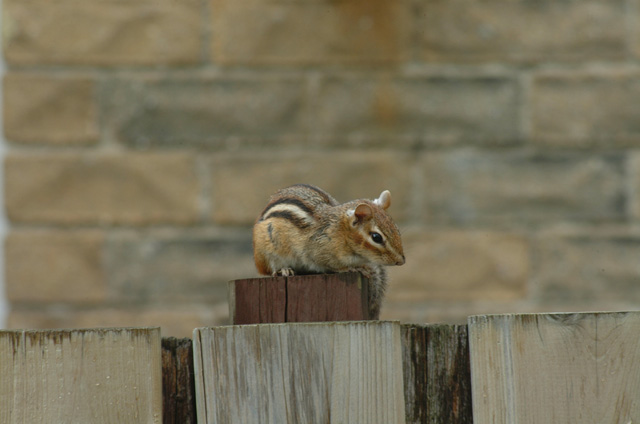 DSCF4408.jpg