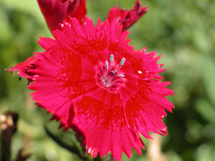 DSCN0979.jpg