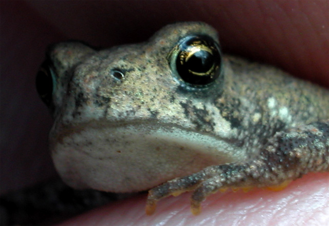toad.jpg