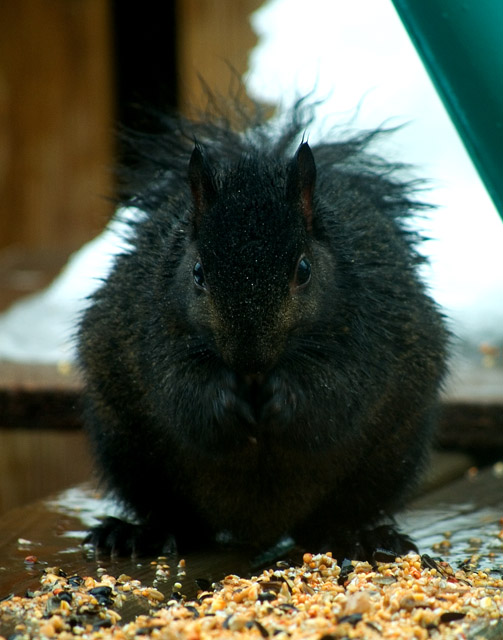 Soggy squirrel